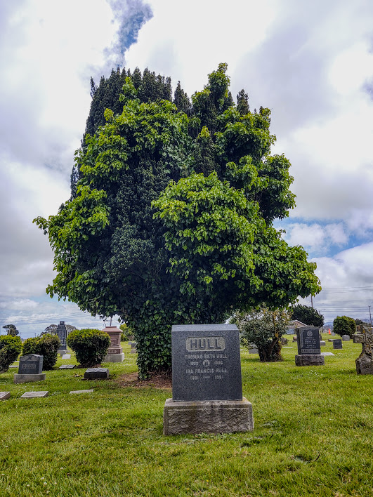 June’s Tree of the Month: Irish Yew - Cypress Lawn